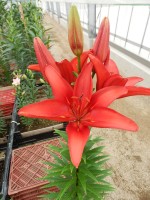 [5507 PO07 AZ ROOD 619 No02.JPG]